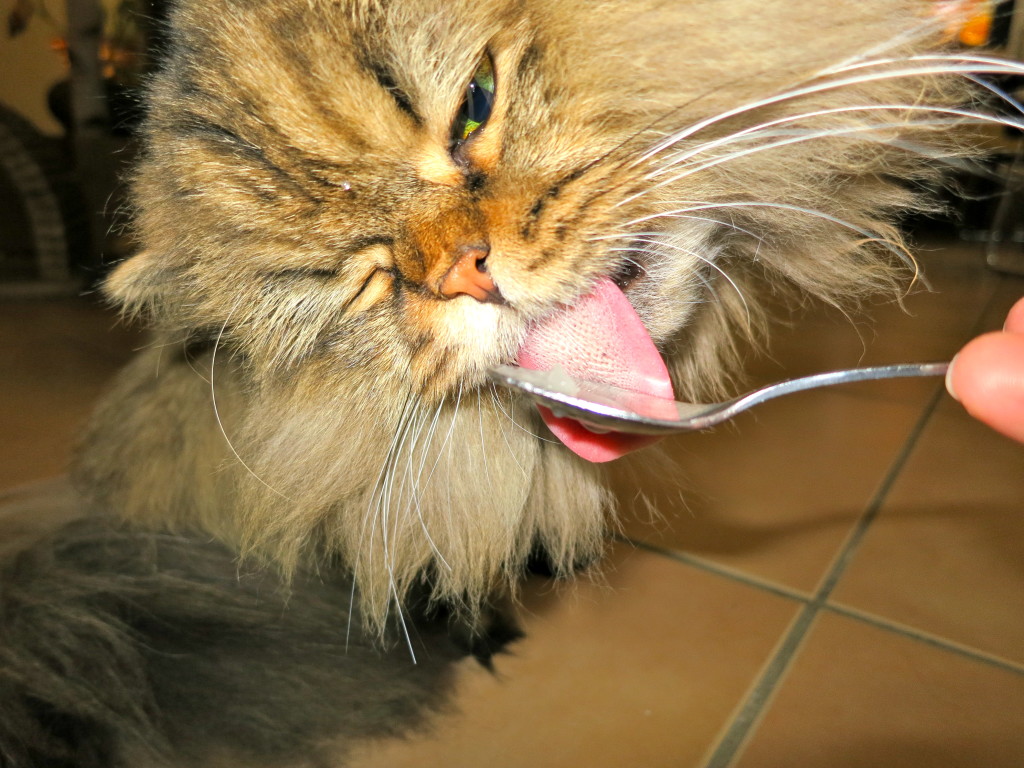 Coconut oil hairball remedy