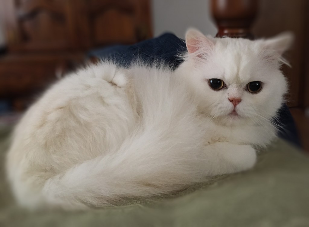 purebred persian cat