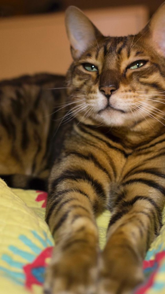 Great Lakes Bengal Rescue