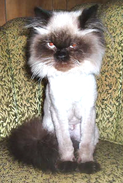 Shaving Persian Cats Meow Lifestyle