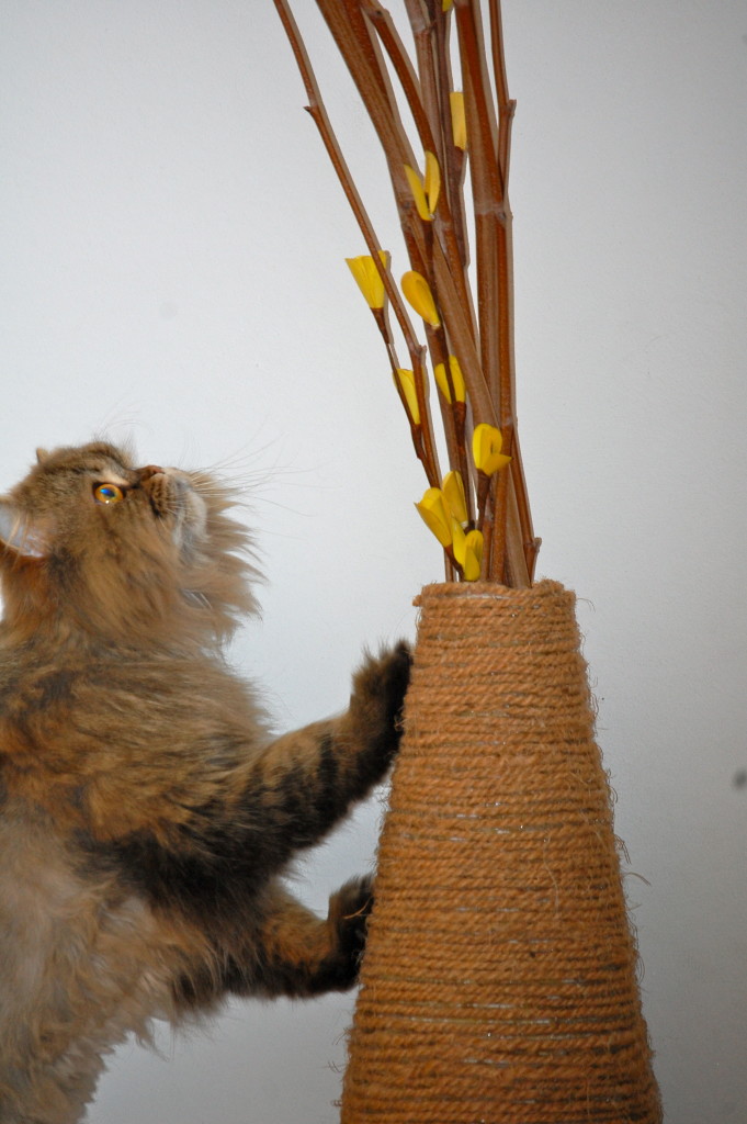 DIY vase cat scratching post