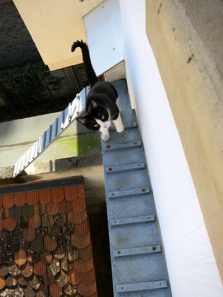 apartment cat ladder