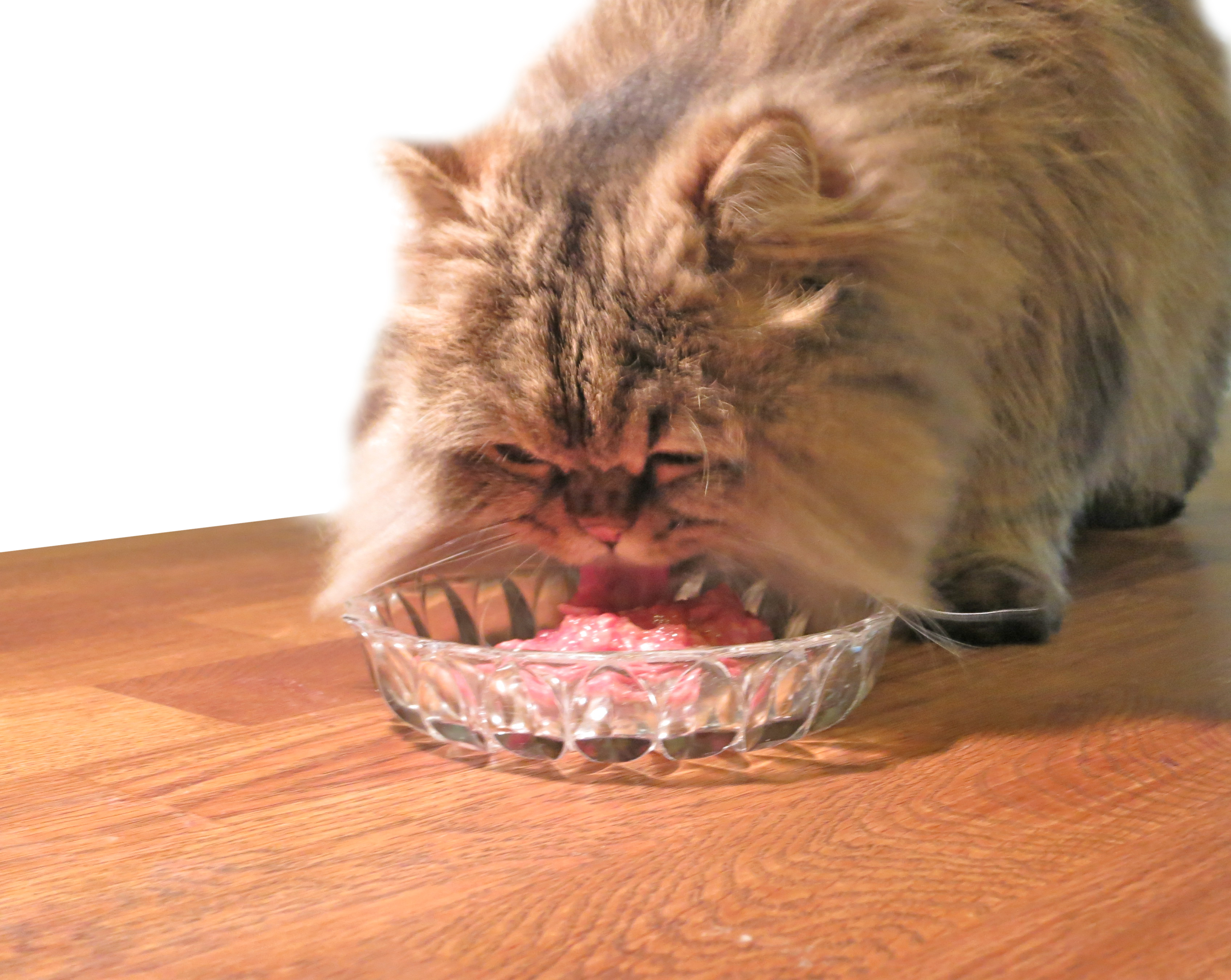 persian cat bowl