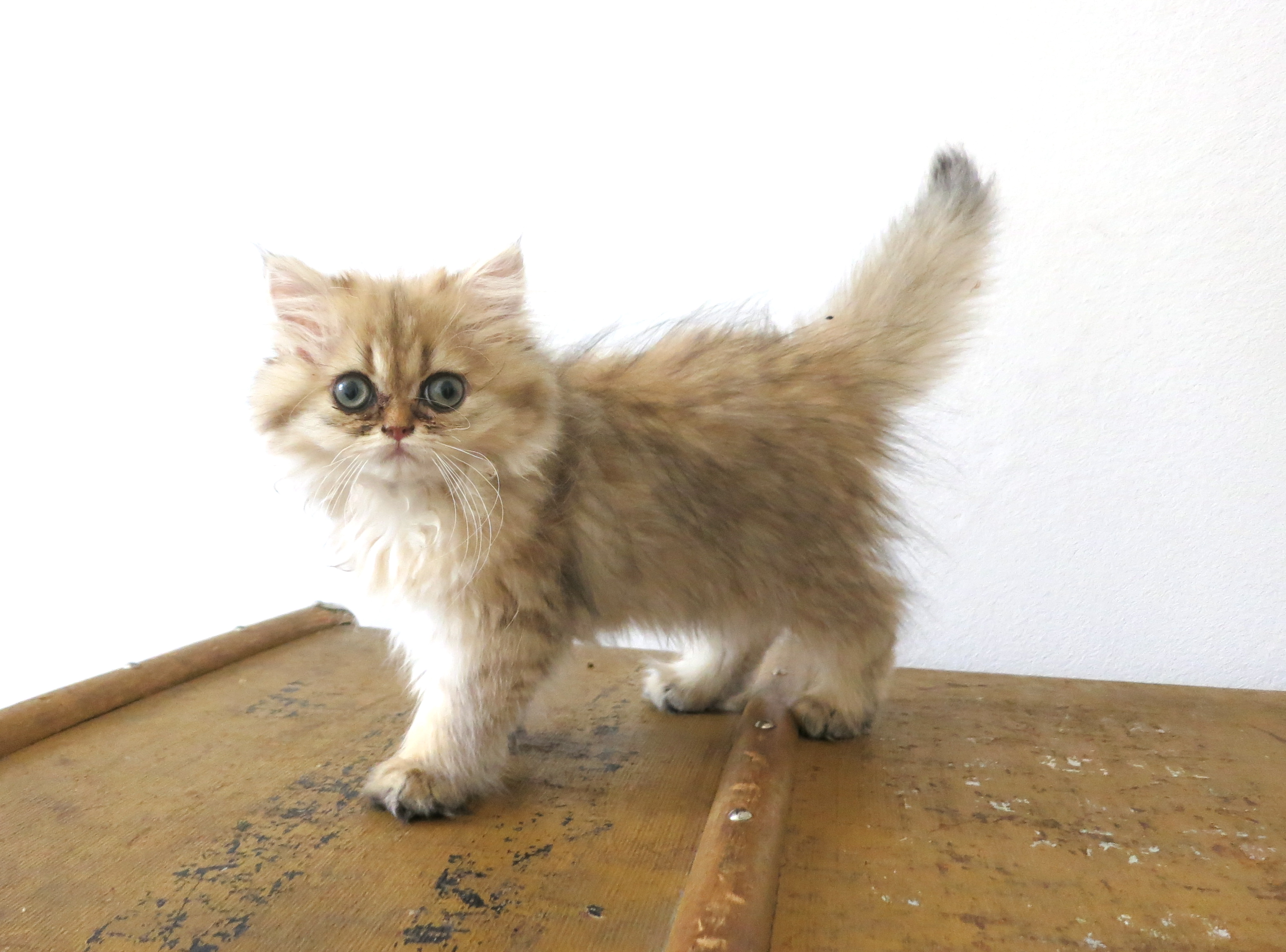 12 week store old persian kitten