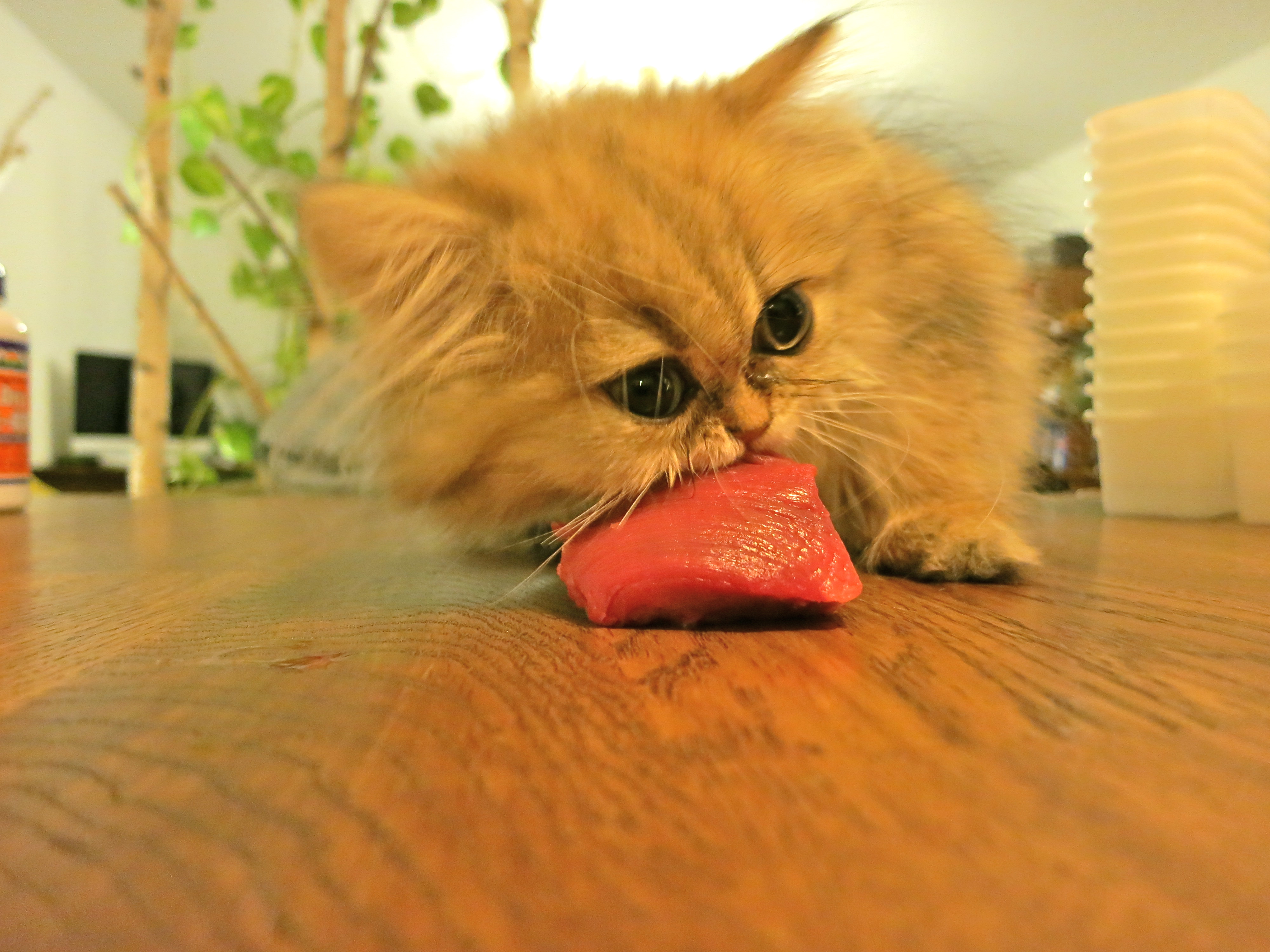 Cat hotsell raw meat