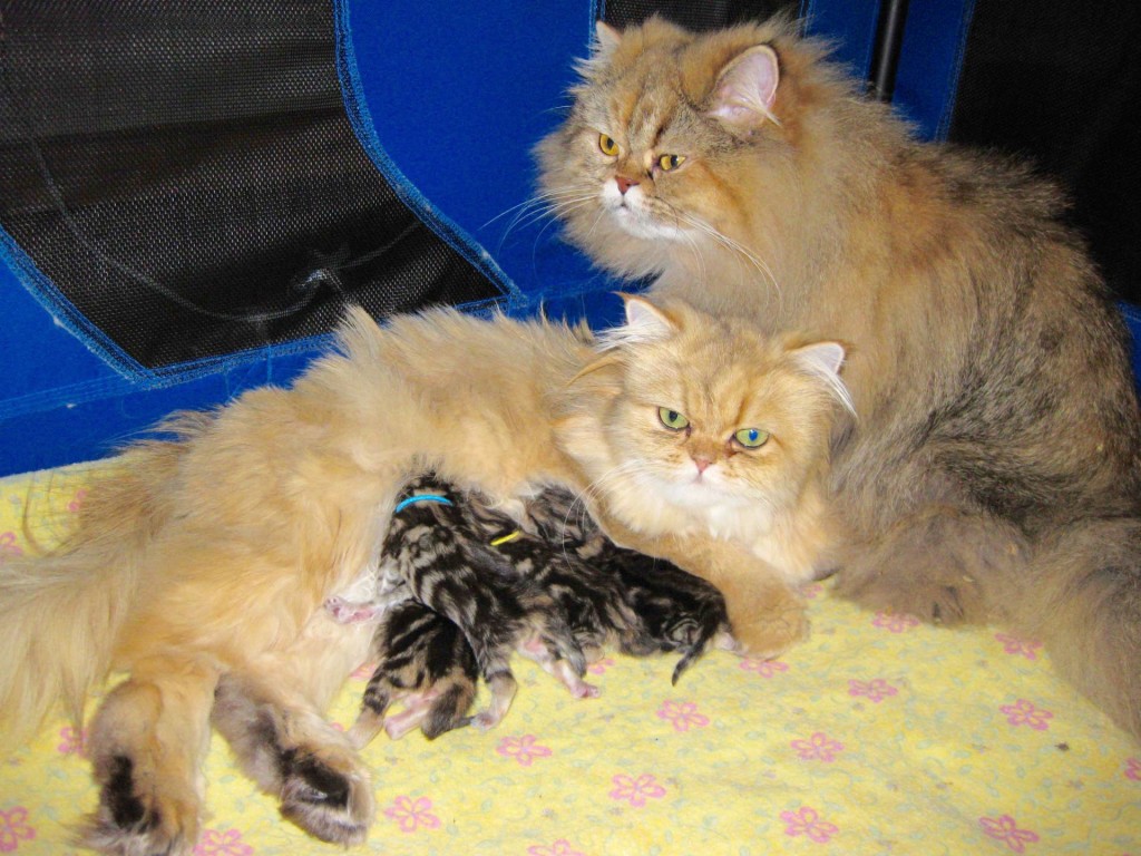 Persian cats co-mothering kittens