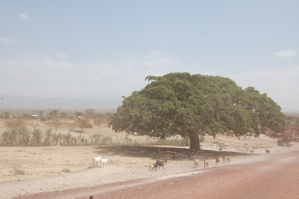 Ethiopia Tree