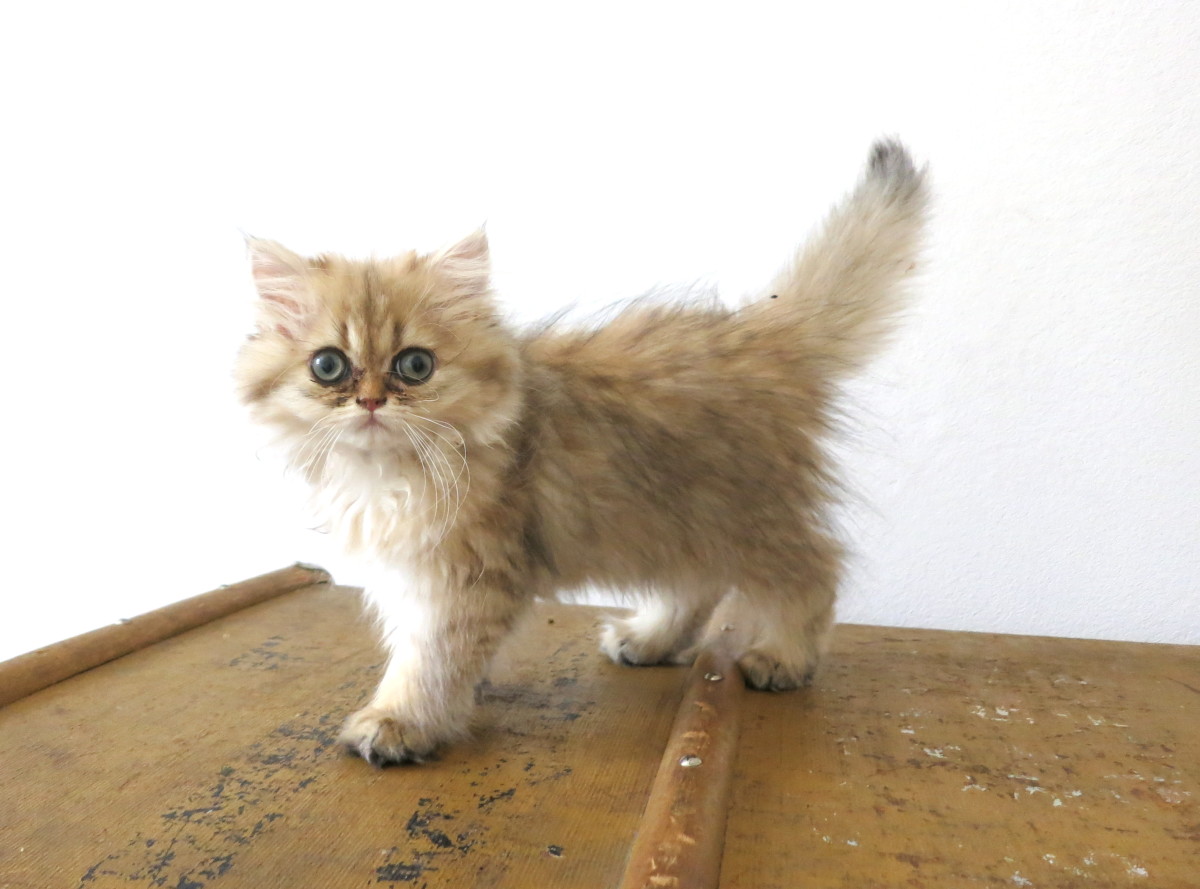 golden shaded persian kitten