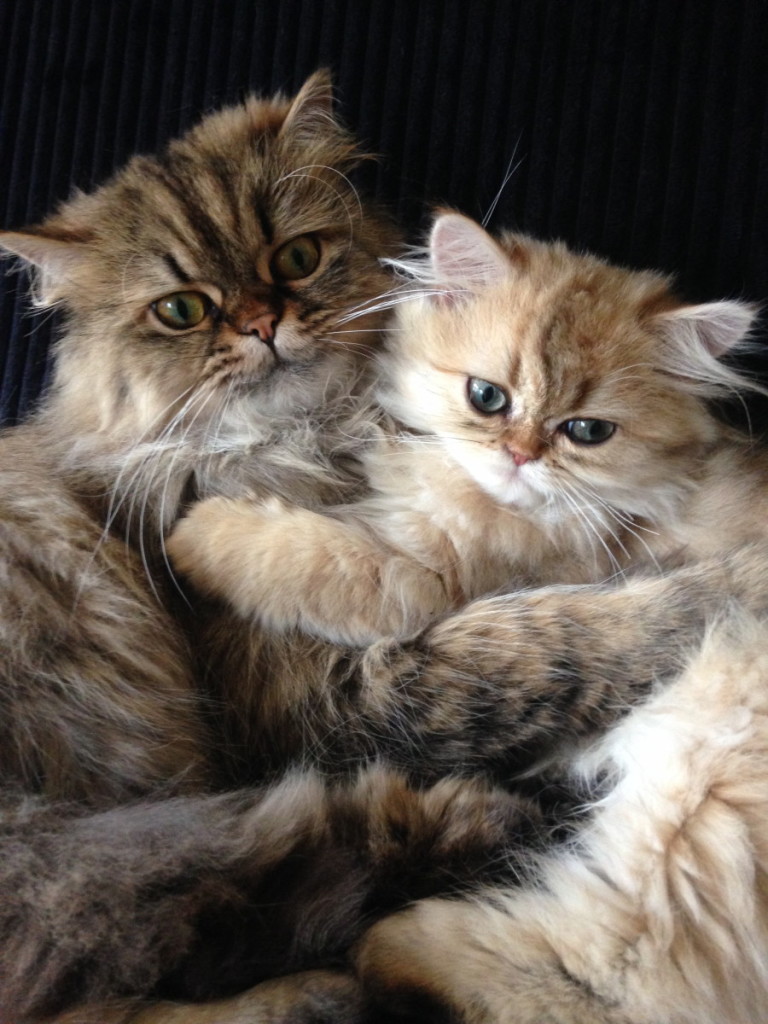 Persian Cats