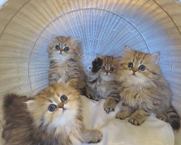 Best litter 2025 for persian cats