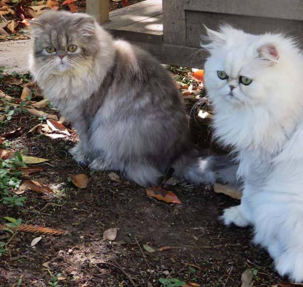 diet for persian cats