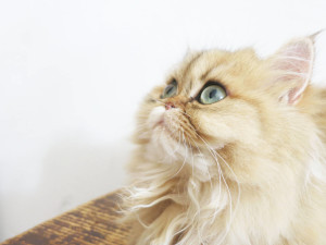 how to clean persian cat eyes