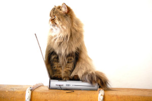 Cat Laptop scratcher review