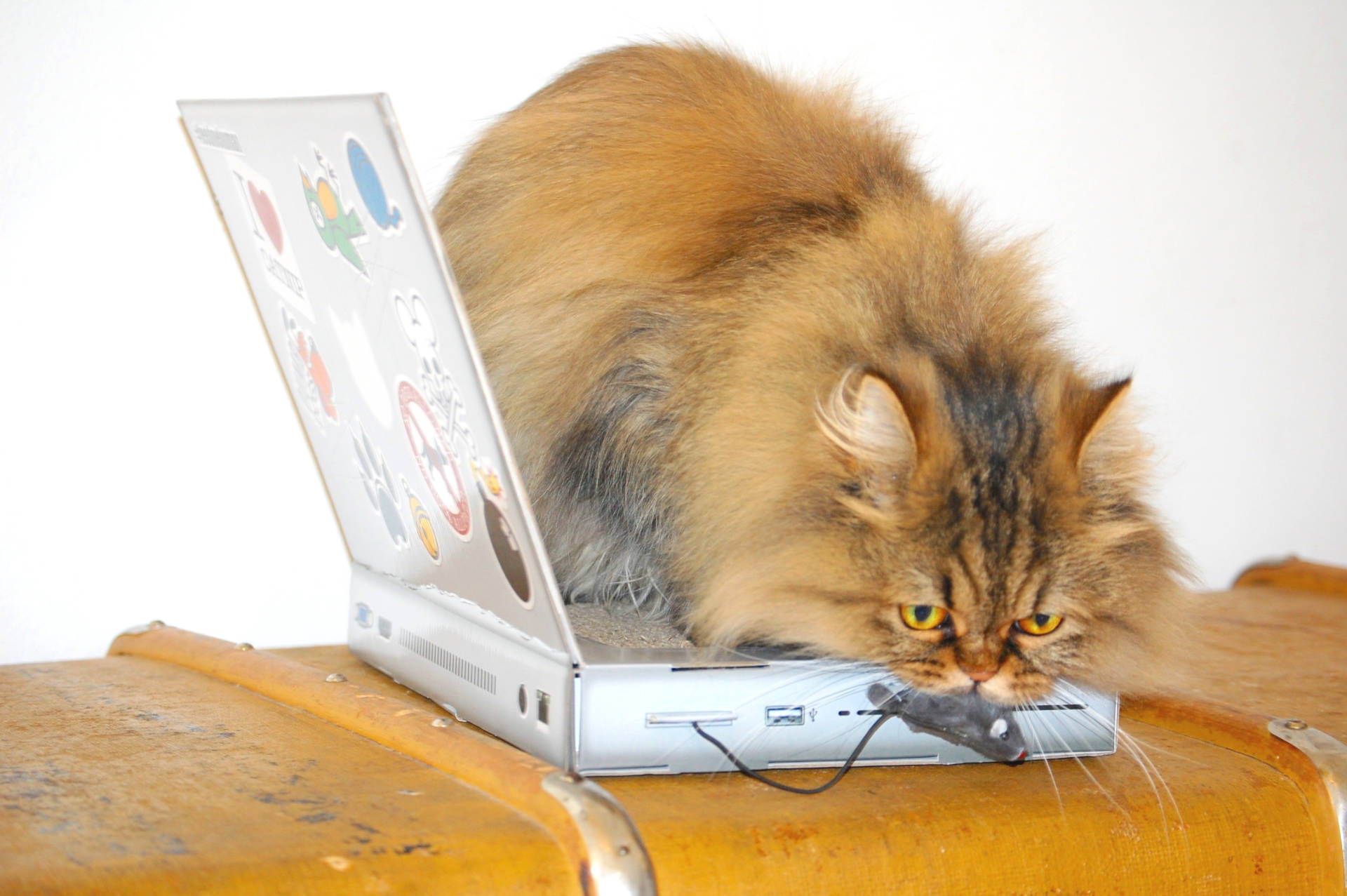 Laptop cat scratching store pad