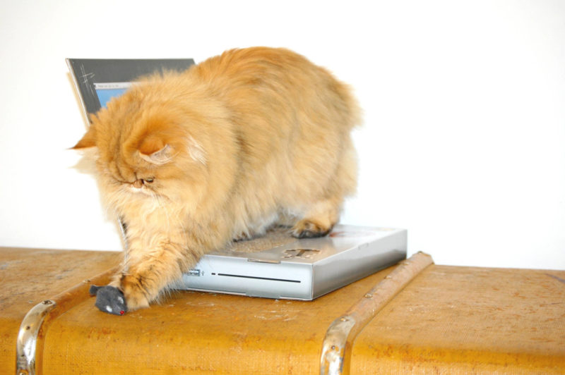 laptop scratching pad cat