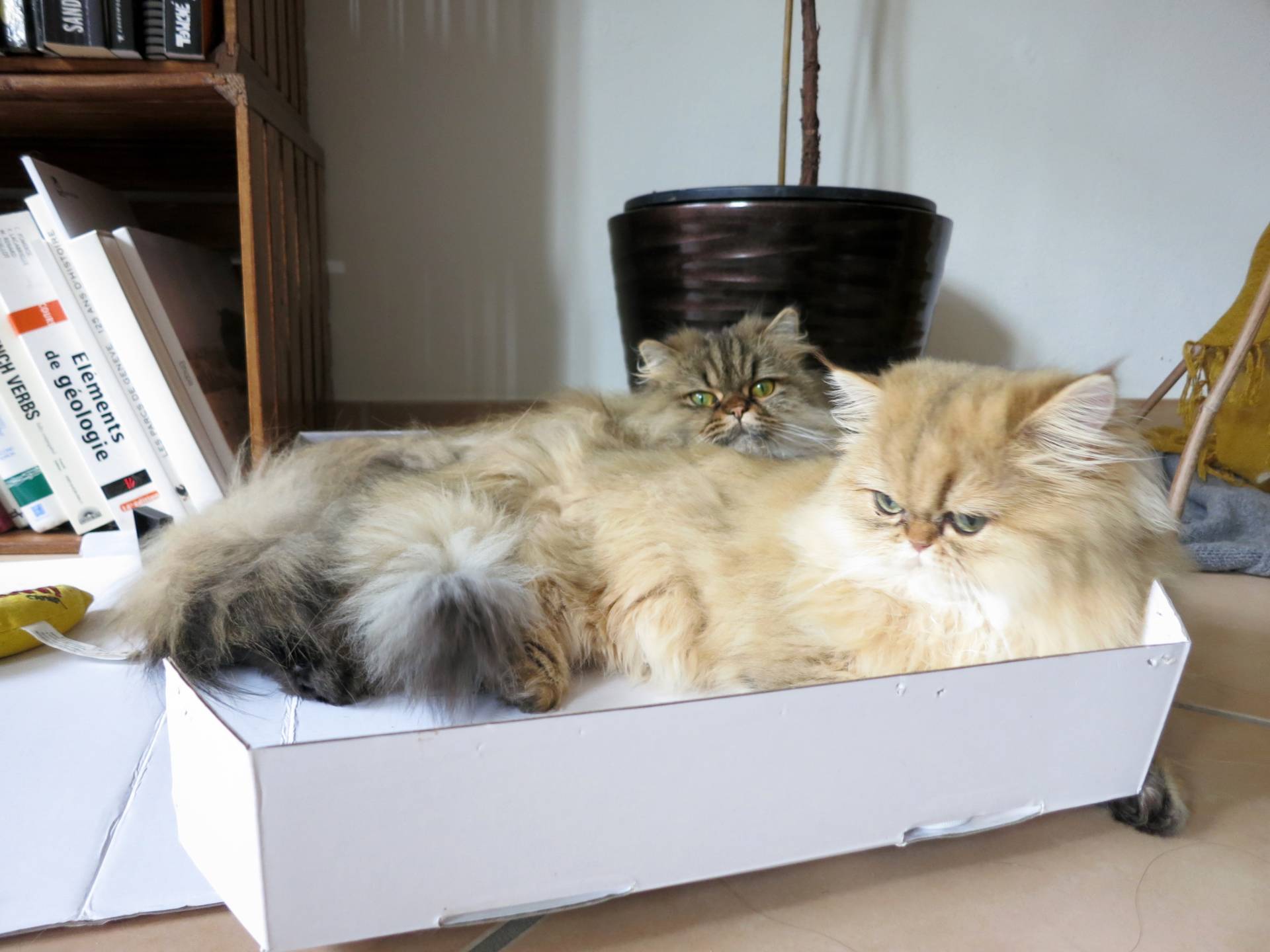 diy cat puzzle box