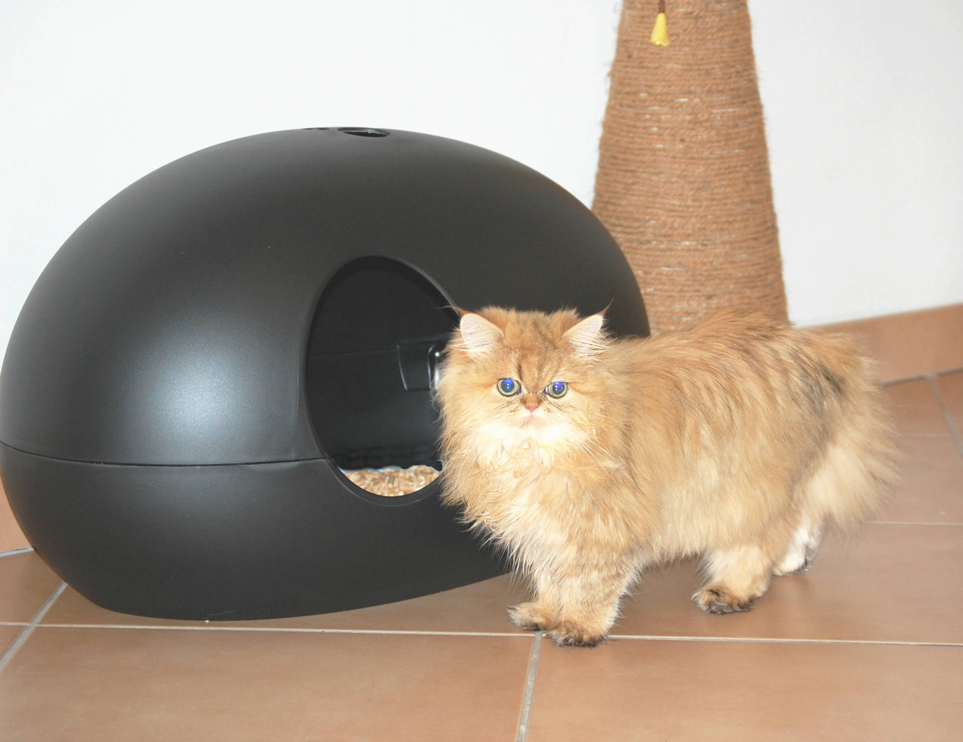 Egg discount litter box