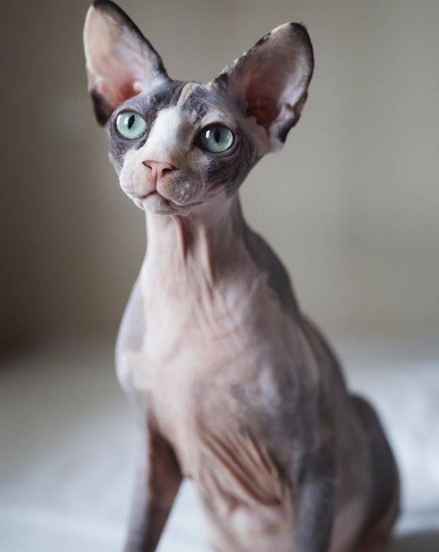 Retired sphynx best sale for adoption