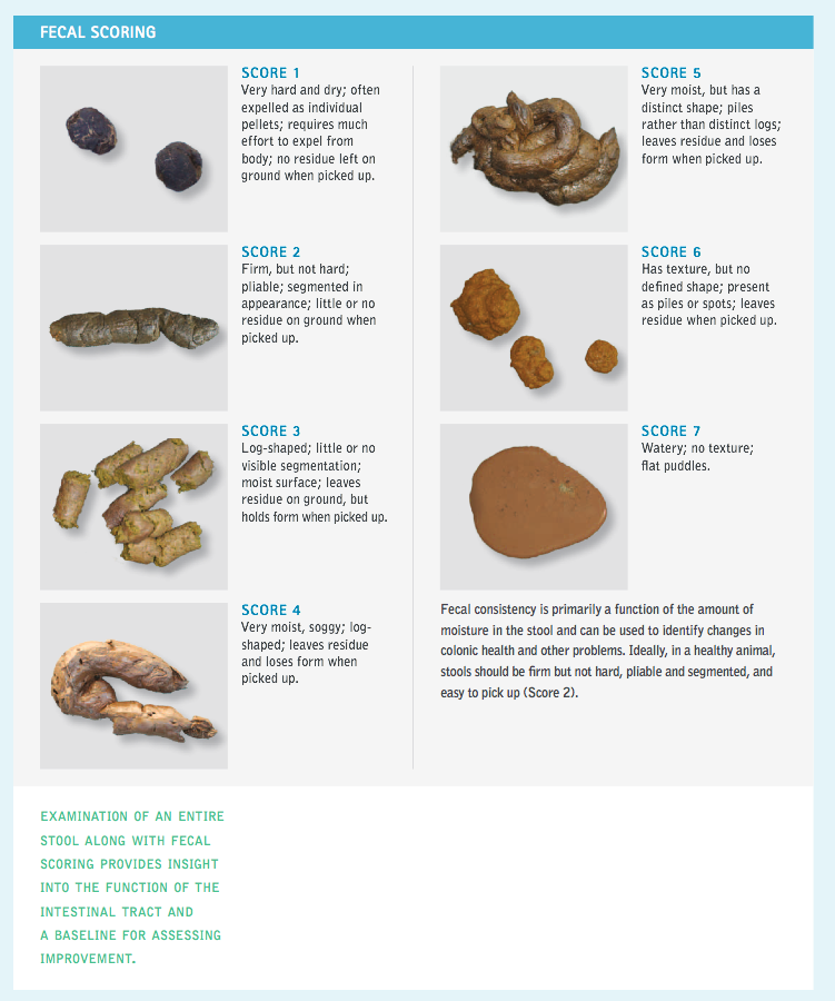 Cat Stool Chart