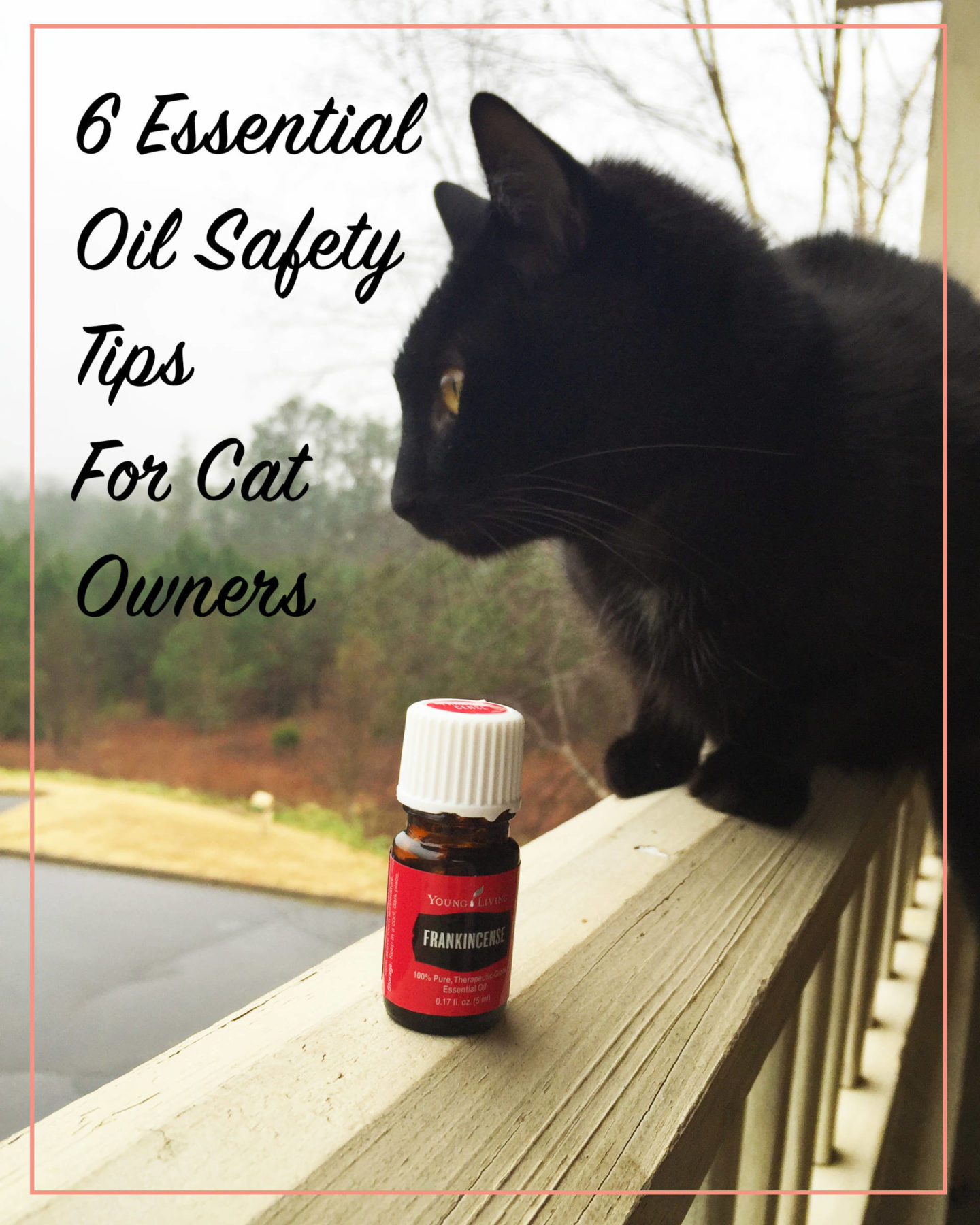 6 Essential Oil Safety Tips for Cat Owners Meow Lifestyle
