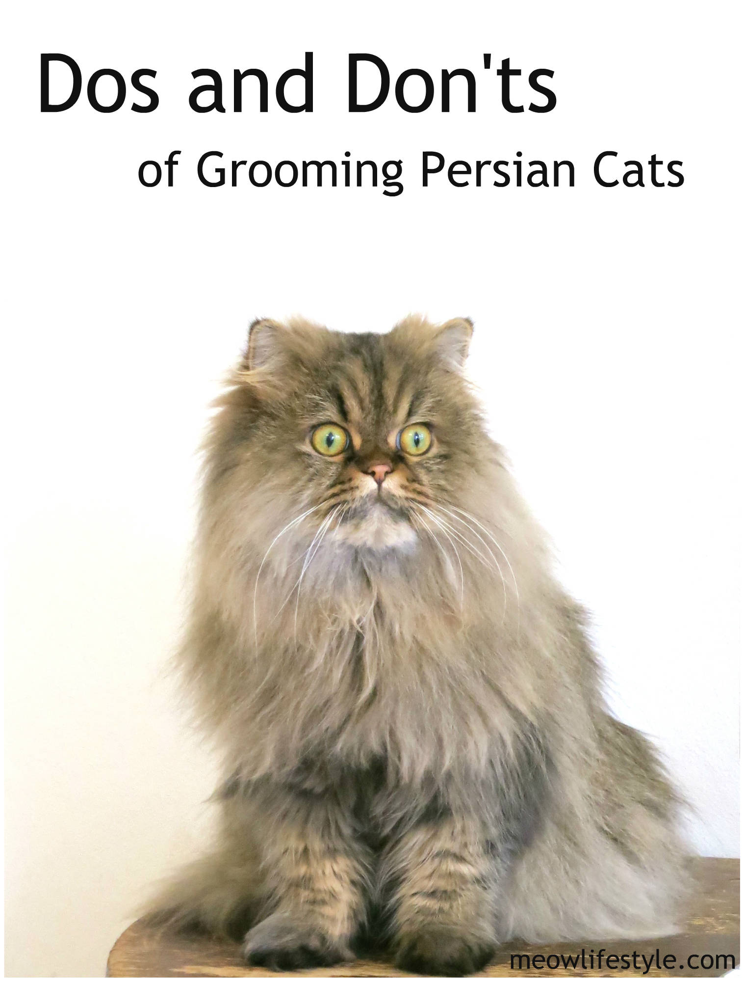 Dos And Don Ts Of Grooming Persian Cats Meow Lifestyle