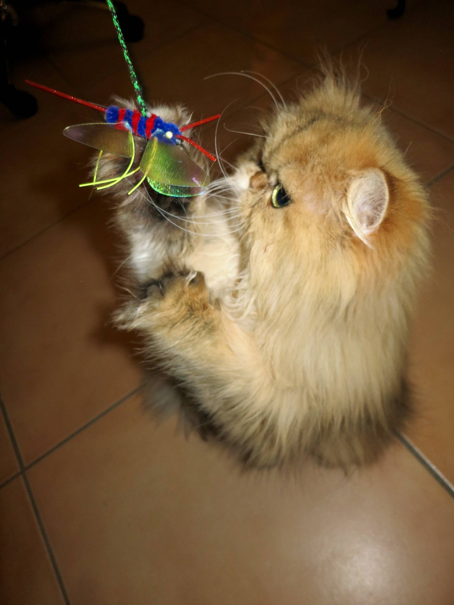 Neko Flies Kiticatterfly Meow Lifestyle