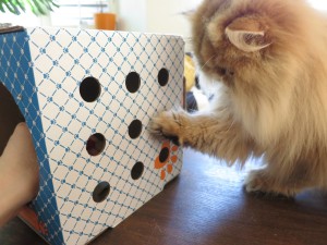 Catzebox Cat Toy Review
