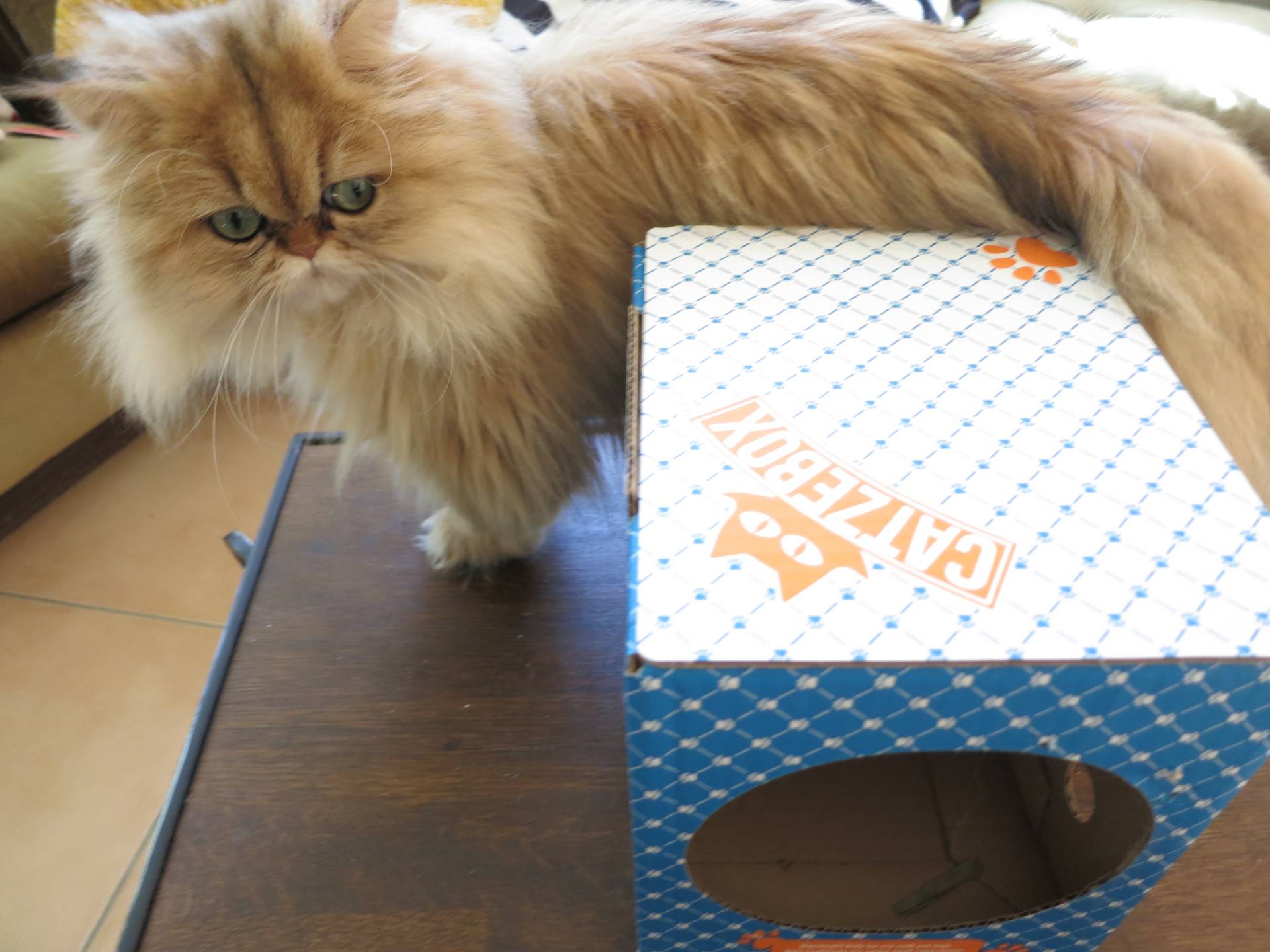 Catzebox Cat Toy Review