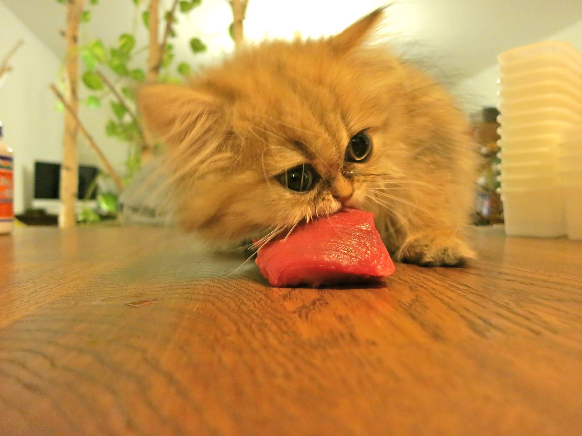 kitten eating raw meat