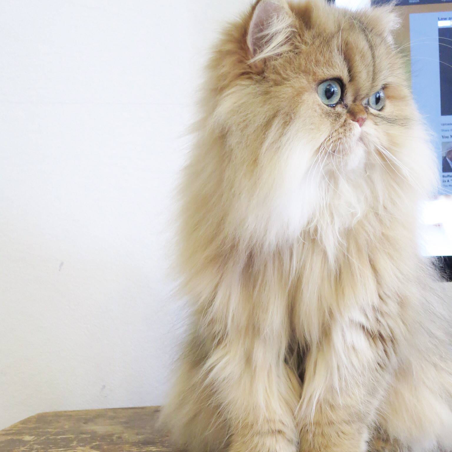 one year old persian cat