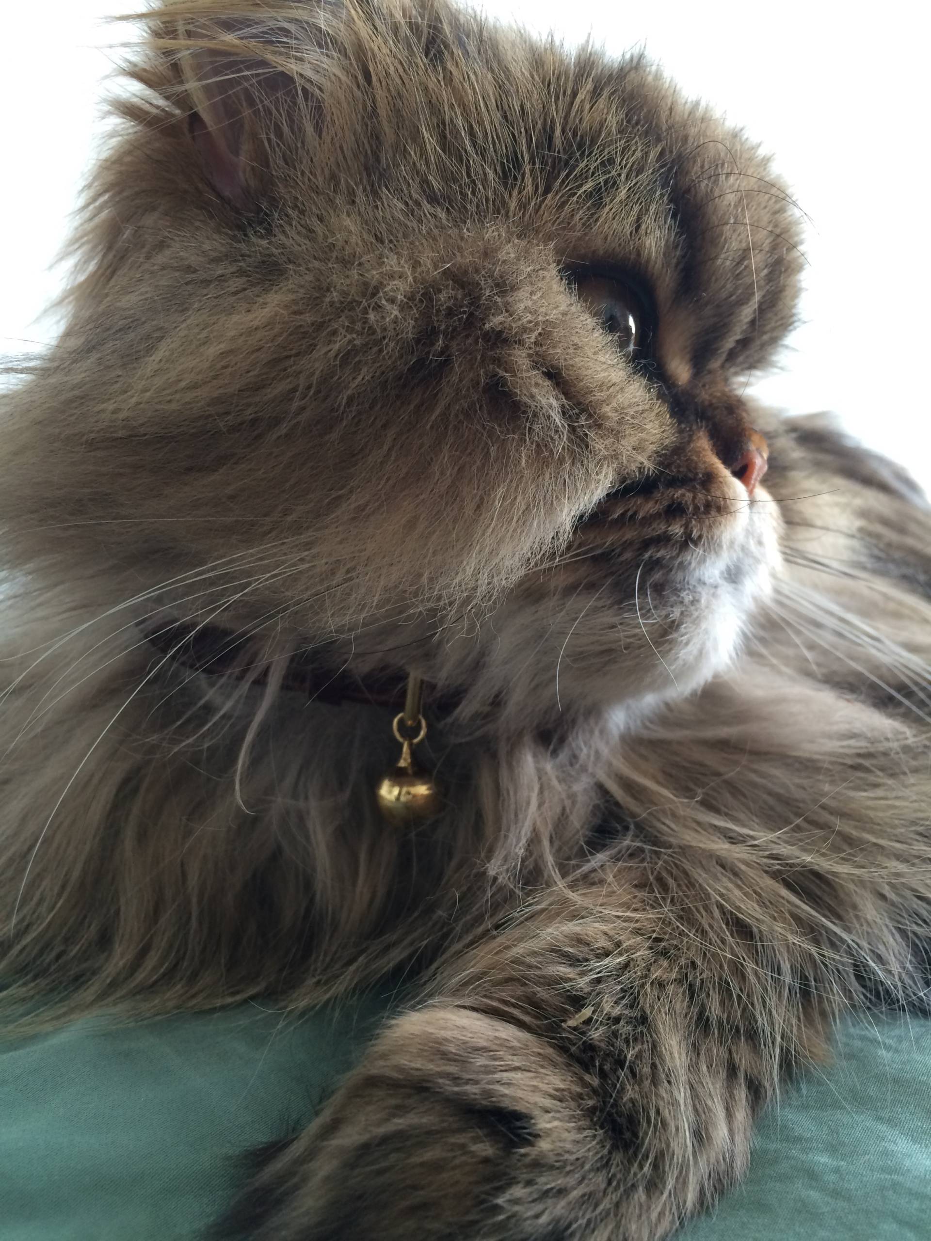 Cheshire & Wain luxury cat collar