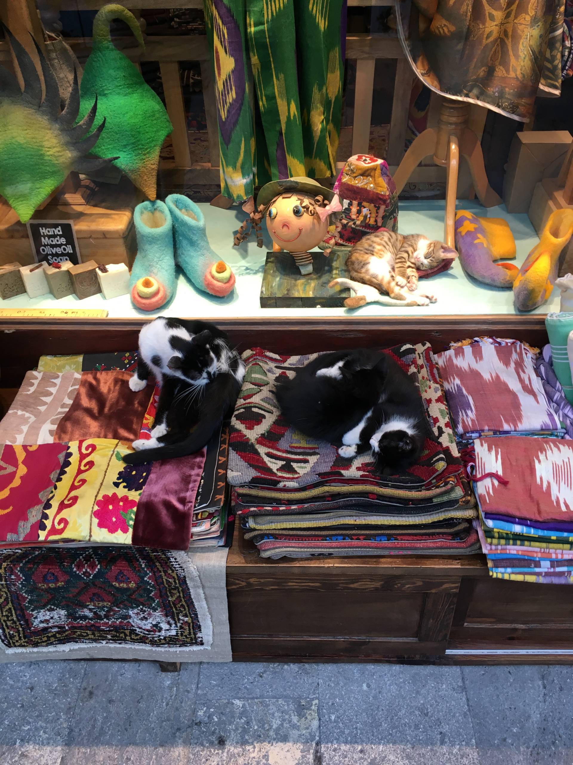 cats of Istanbul