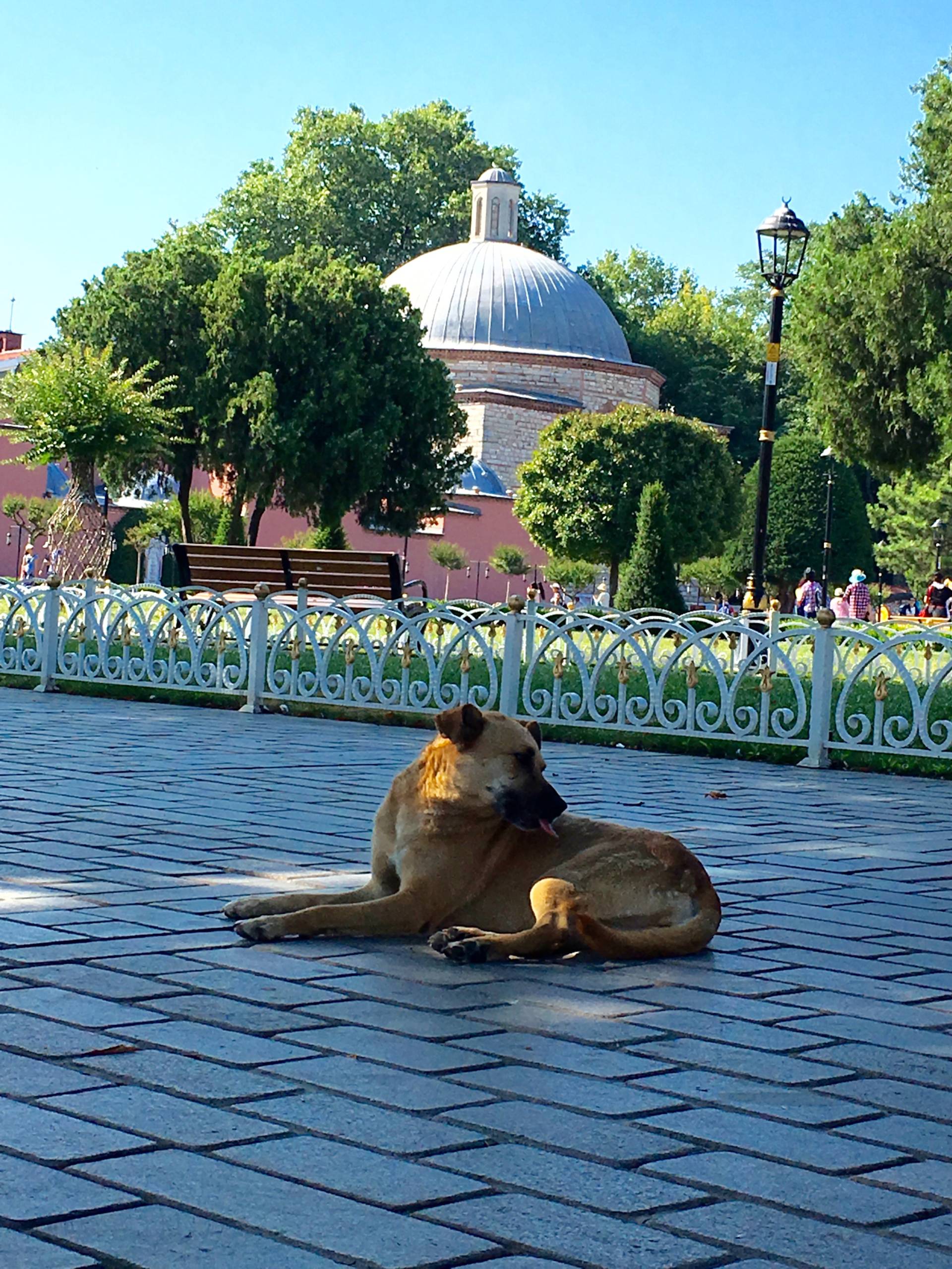 dogs of Istanbul Blue Mosque