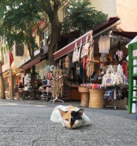 Istanbul is a magical city full of affectionate well-kept beautiful cats. Istanbul has a long tradition of respecting and adoring its cats.