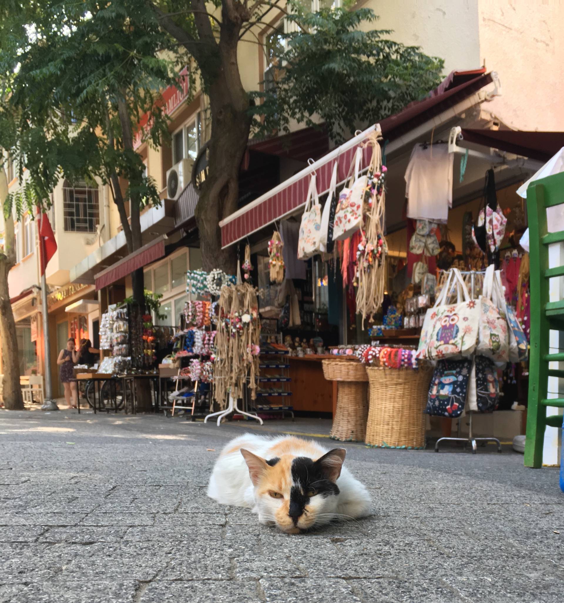 cats of Istanbul