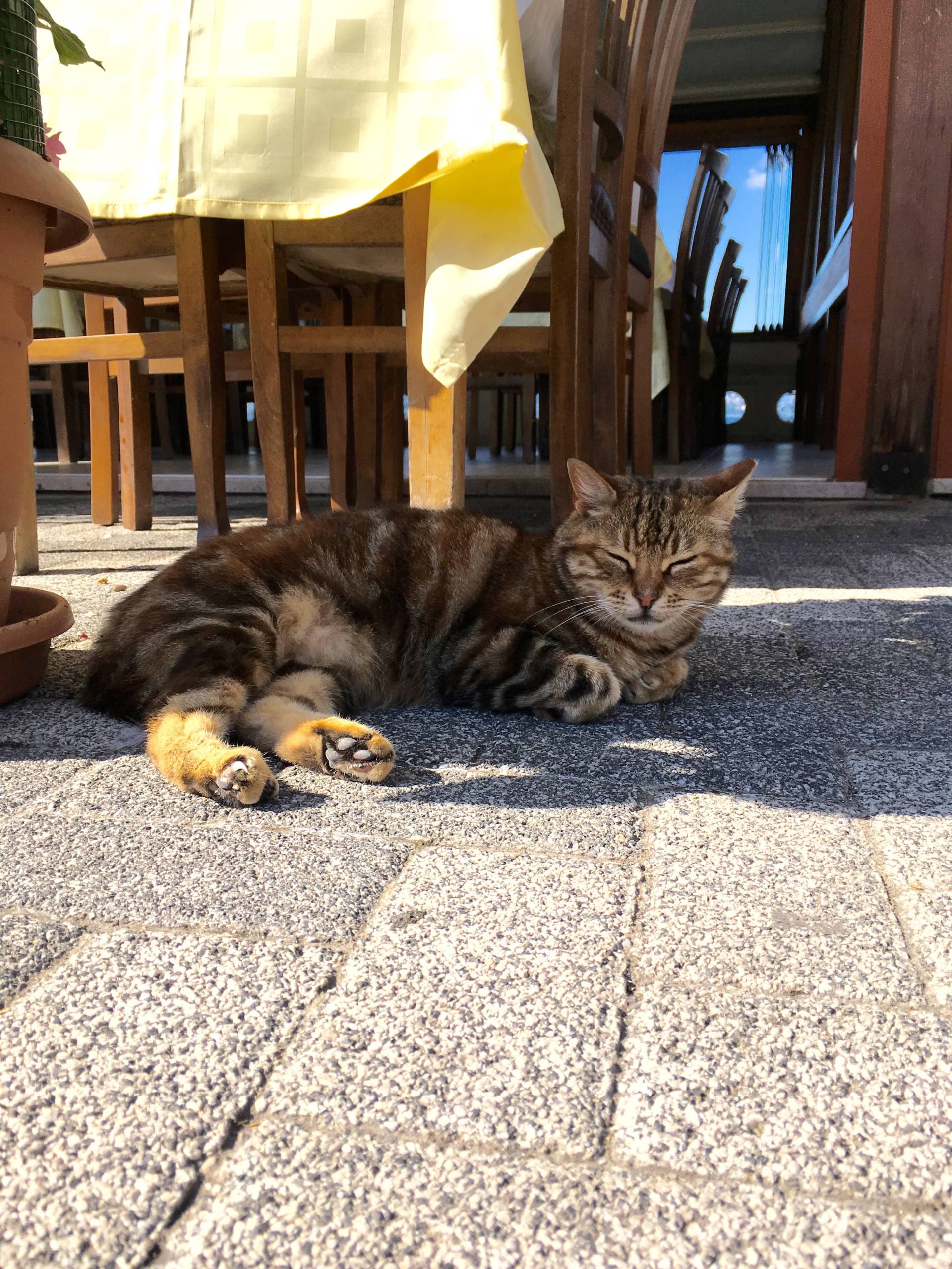 Cats of Istanbul