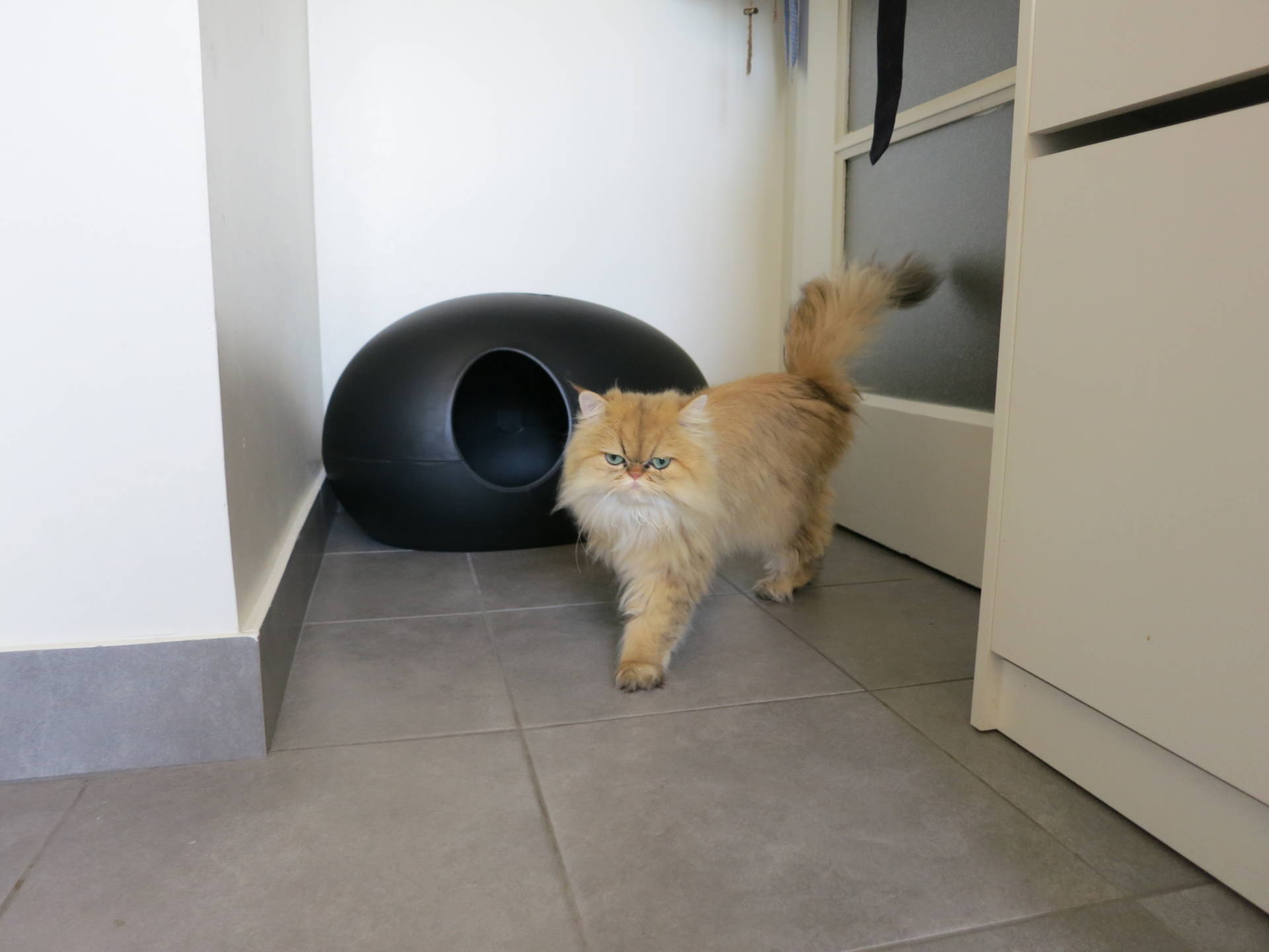 Poopoopeedo Litter Box Update | Meow Lifestyle