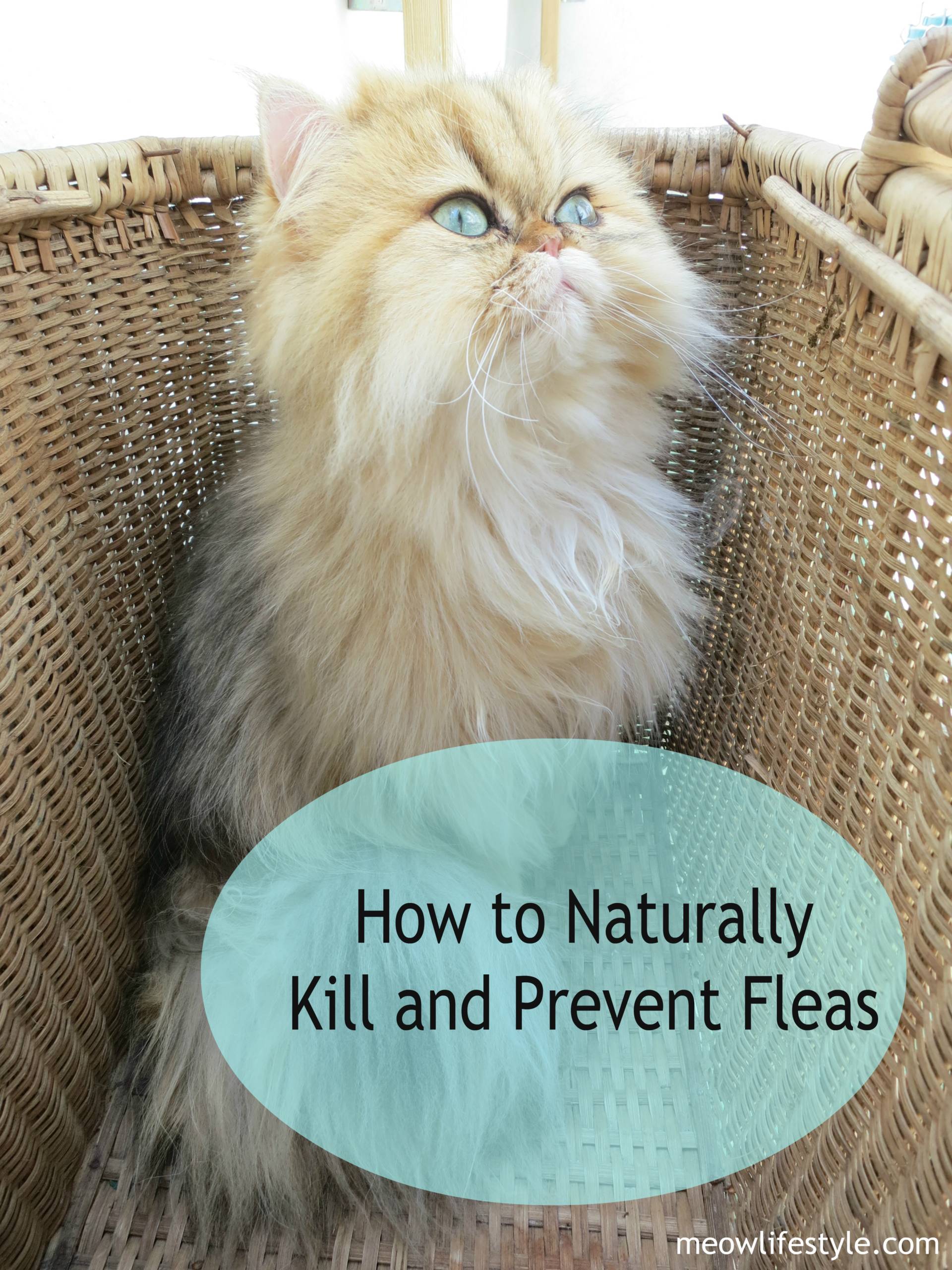 Best way to outlet remove fleas from cats