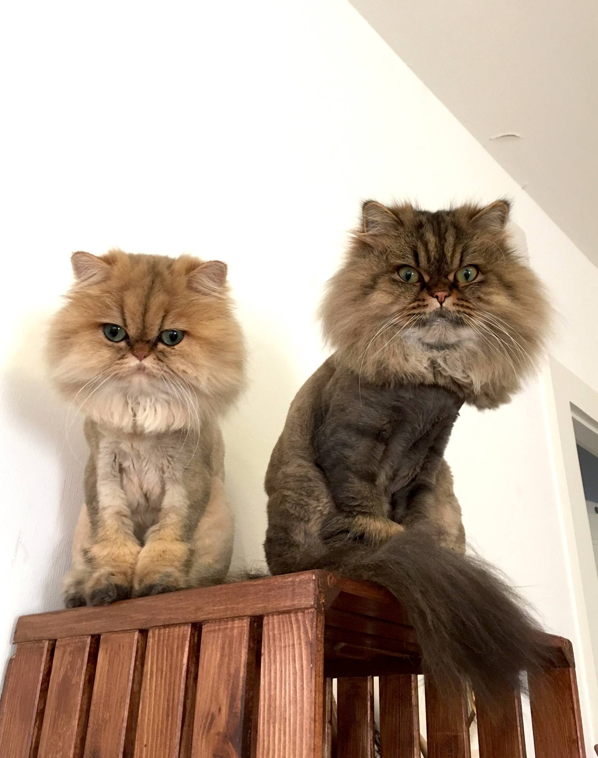 Lion cut shaving persian cats. 