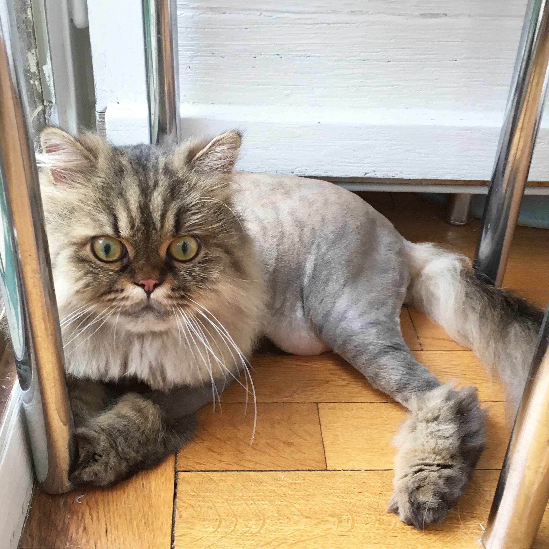 Lion cut Persian cat