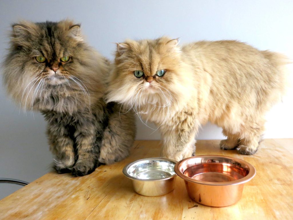 CuBowl Copper and Silver water cat bowl