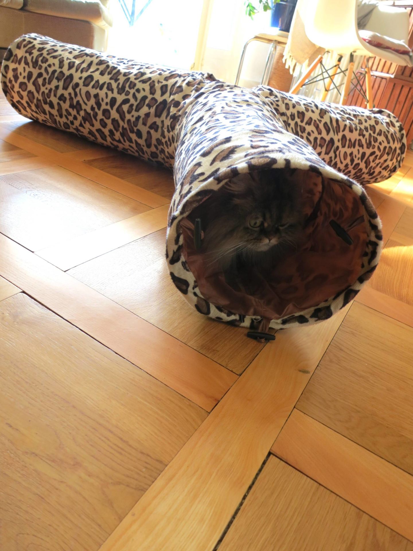3 way cat tunnel