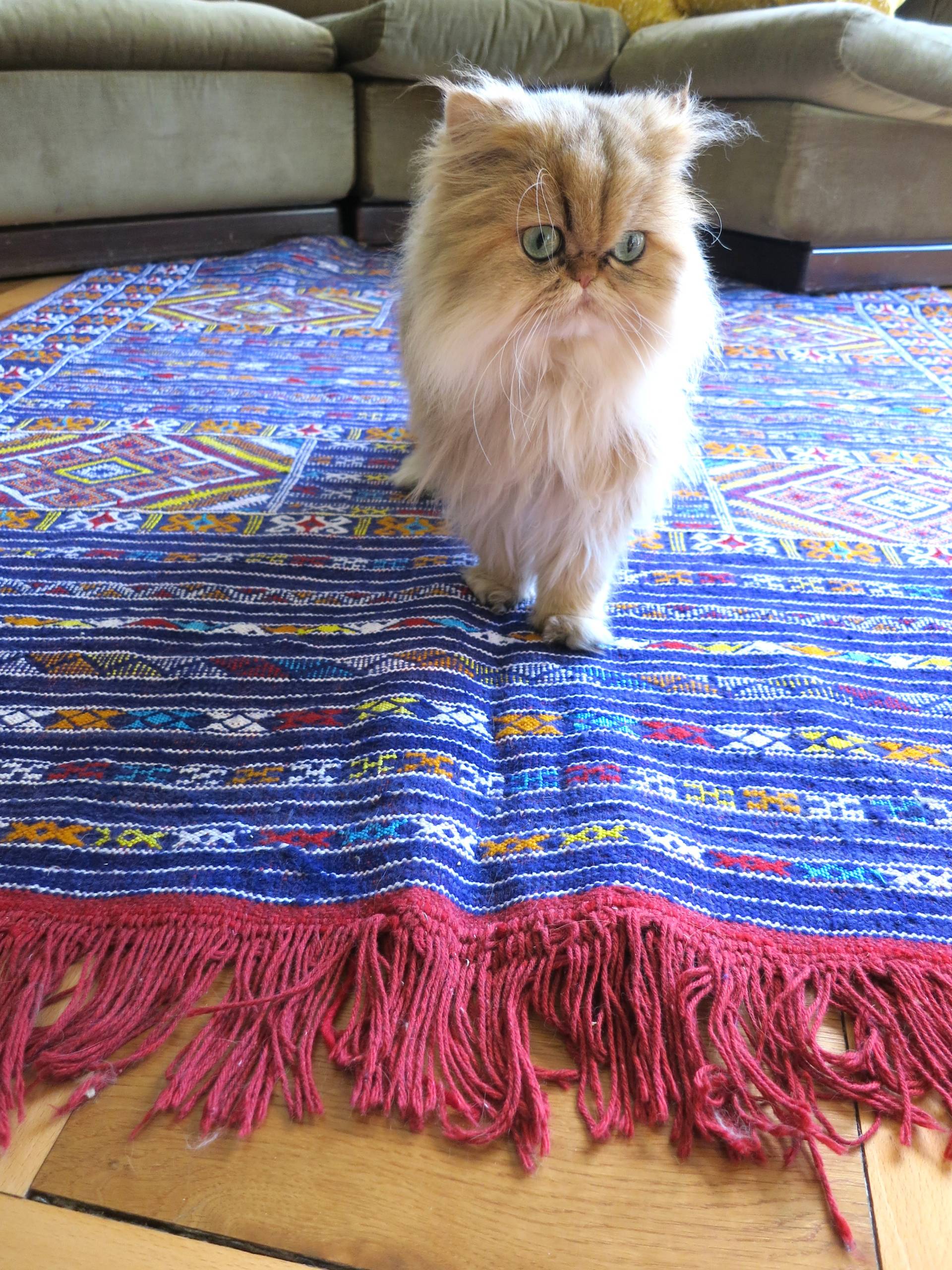 Best cat-friendly rugs
