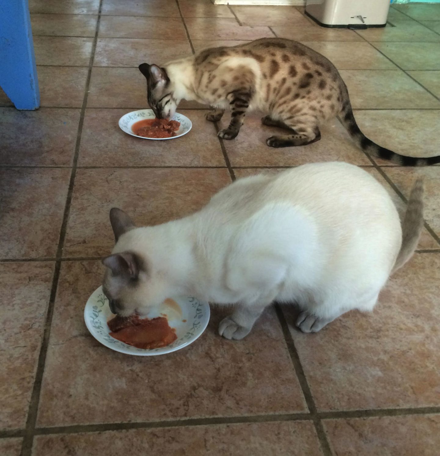 feeding raw to treat cat food allergies and avoid perscription diet