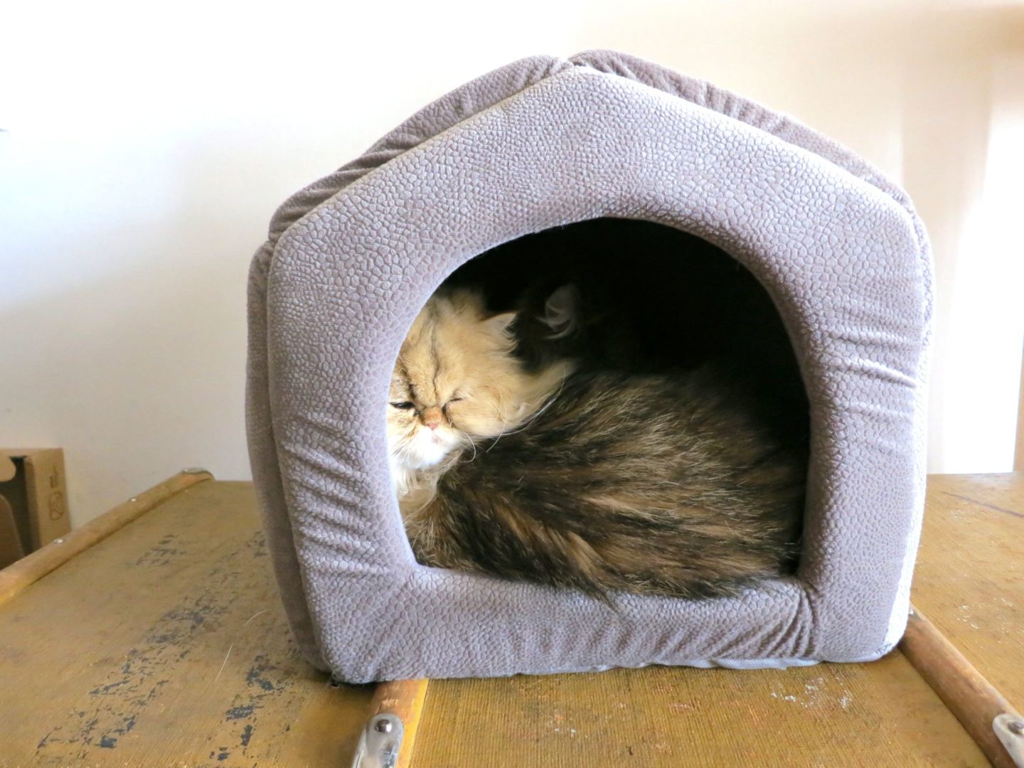 PAWZ Road cat house