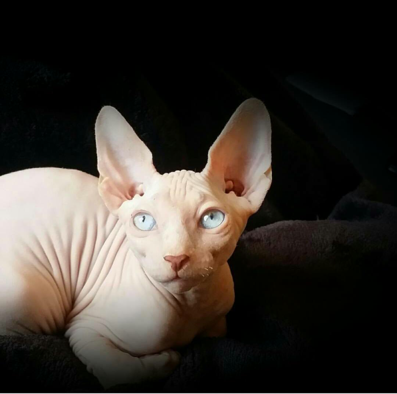 ugly hairless cat