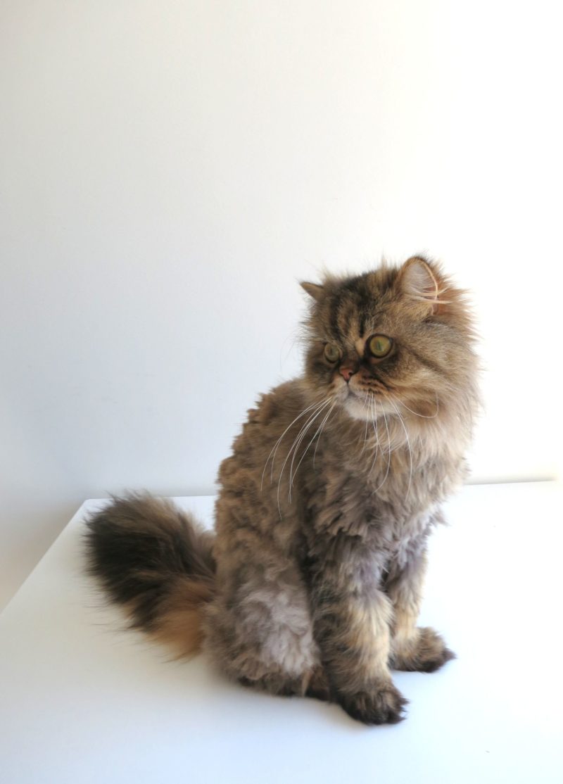 Persian cat hair clearance trimmer