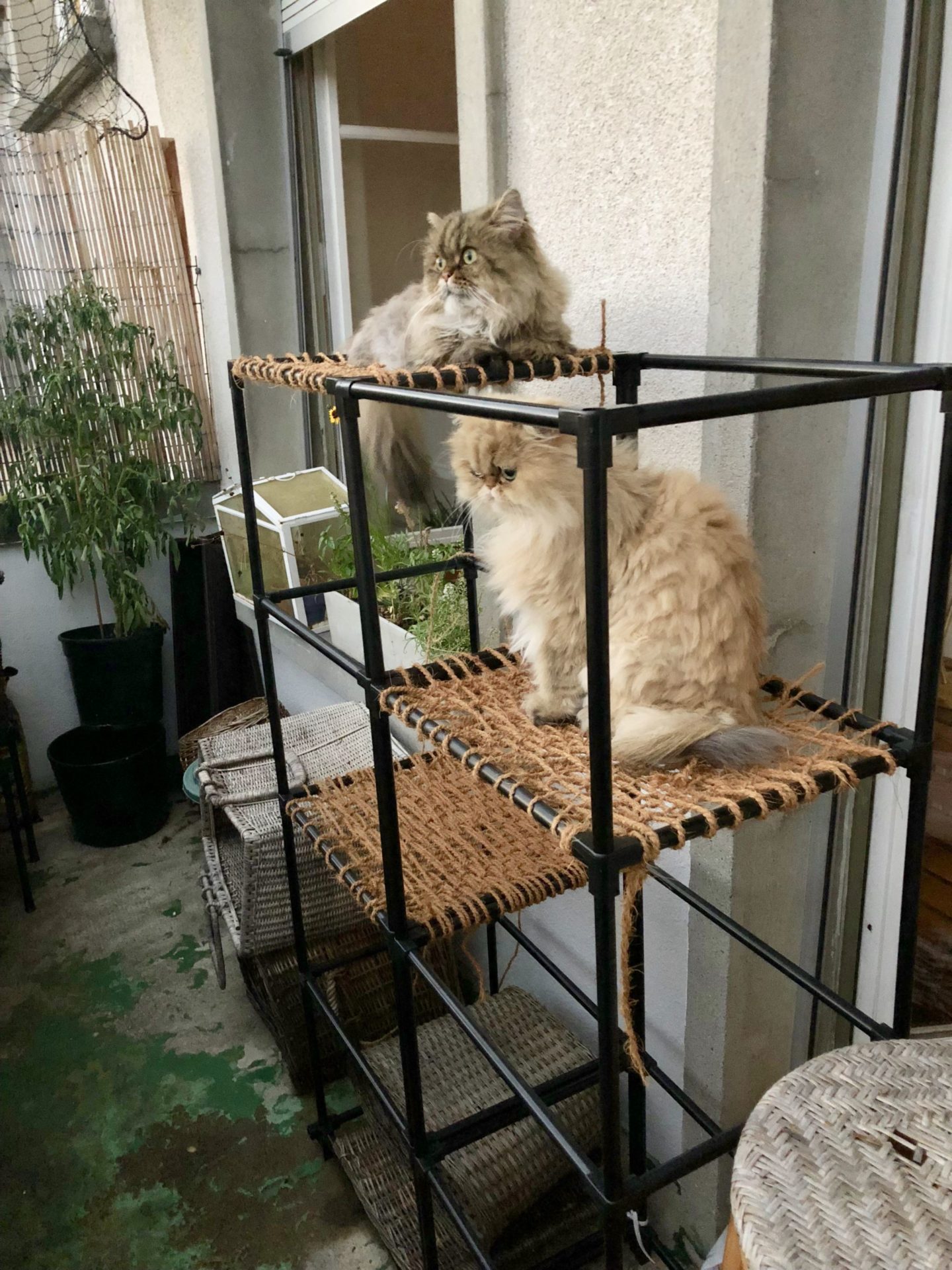 DIY outdoor cat tower