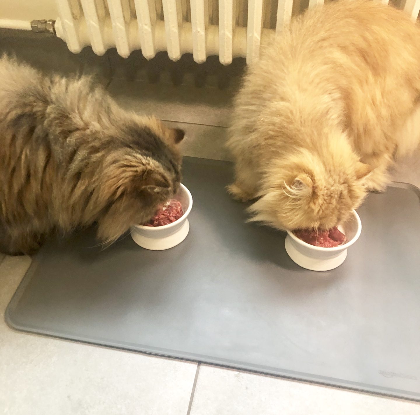 Ikea Lurvig raised cat food bowl