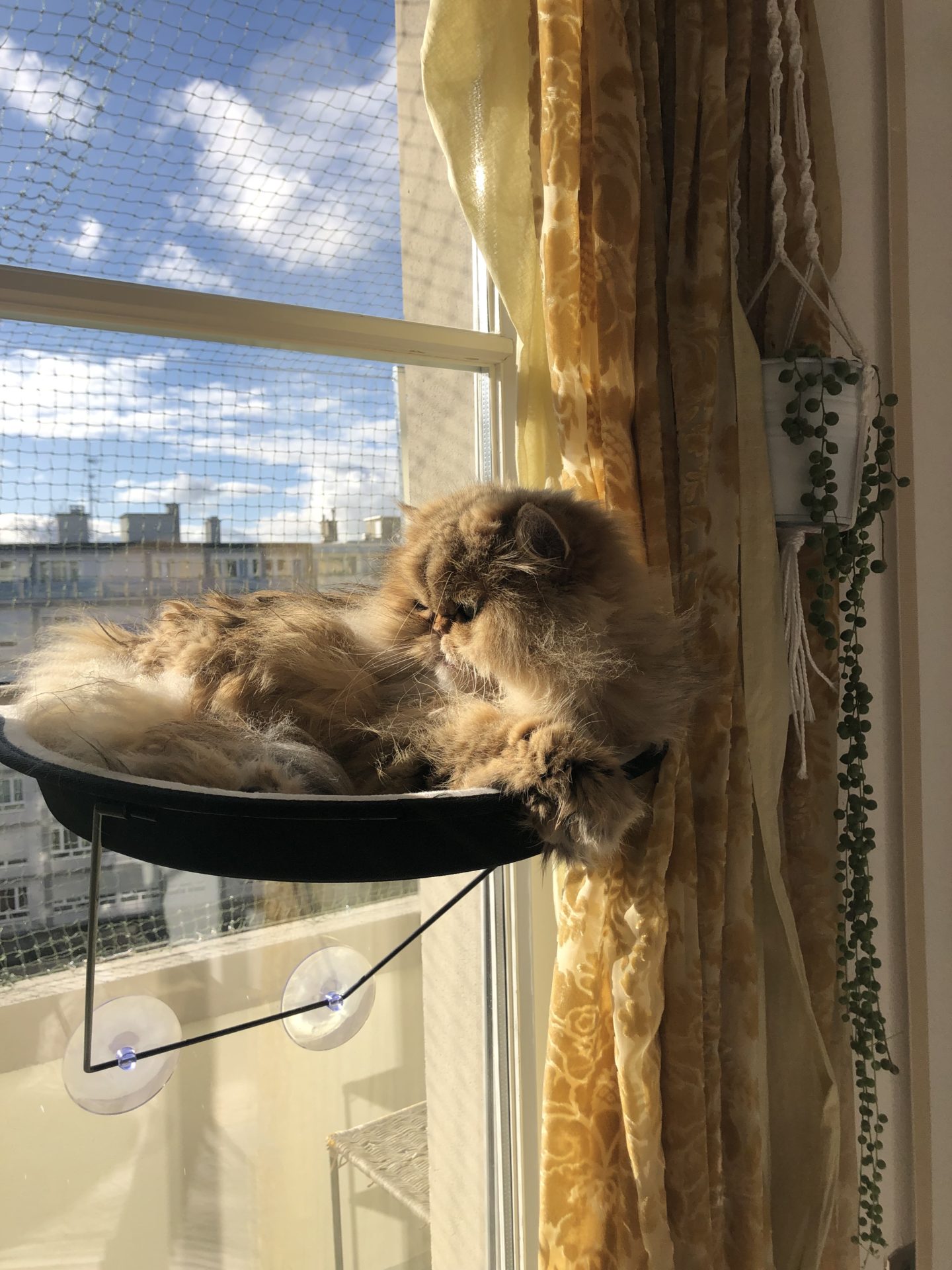suction window cat perch minimal